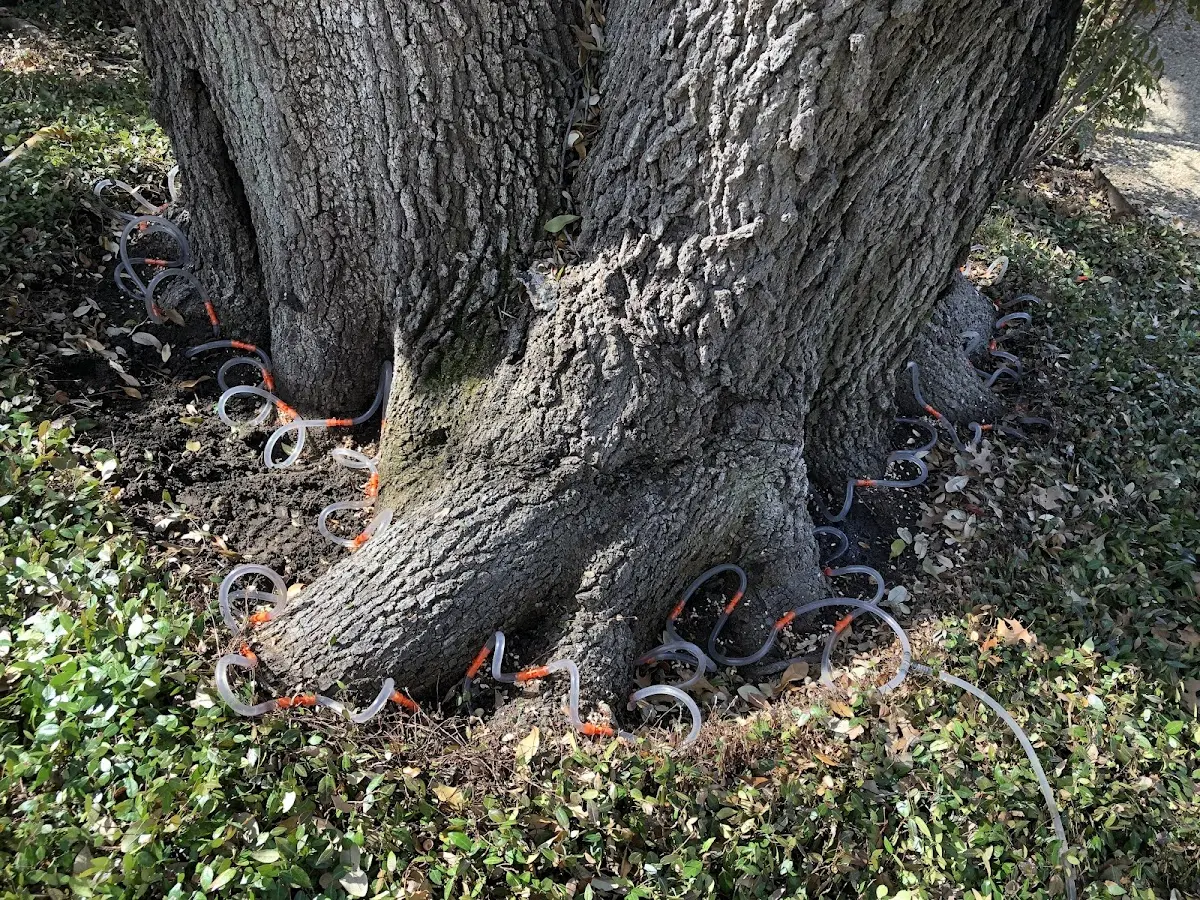 Detailed Tree Cabling and Bracing job site in Gravois Mills