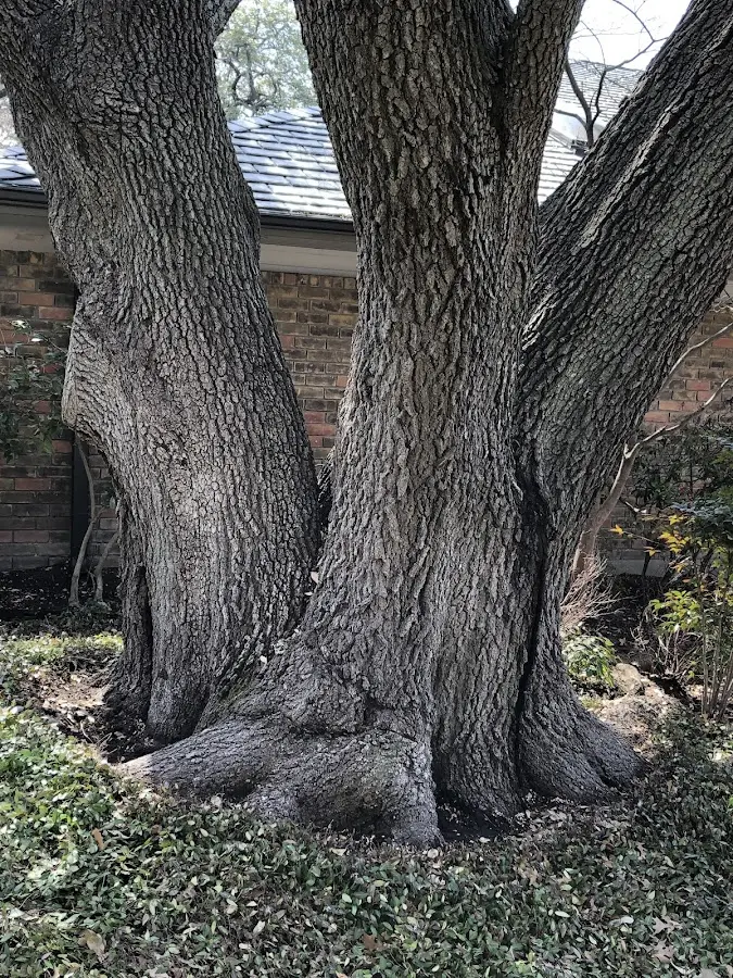 Mature heritage tree close to a Gravois Mills property cared for by certified arborists